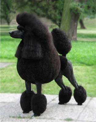 black-poodle1-4915735