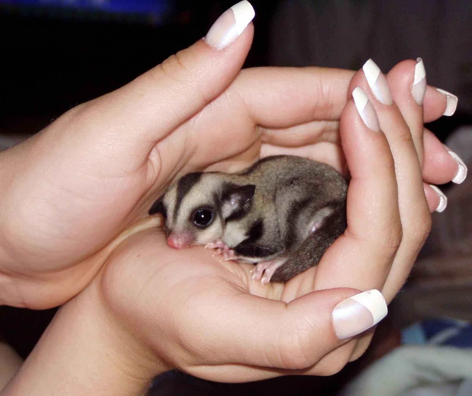 sugar-glider-4108783