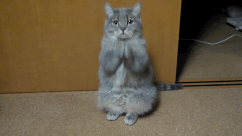 cat20meme20what20the20fuck20are20you20doing-5420793