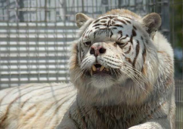 inbred-white-tiger-kenny-2-2177660