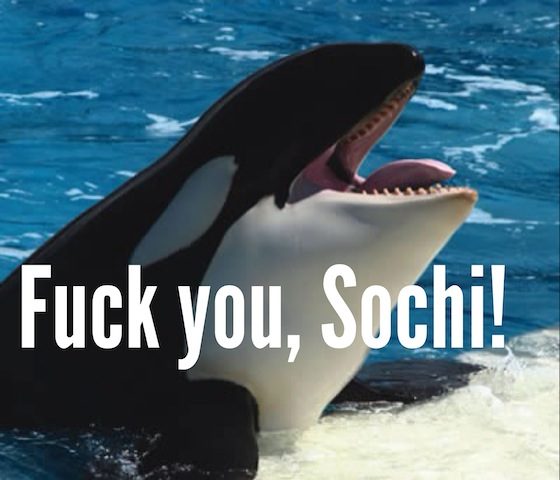 sochi20orca20killer20whale20-4495098