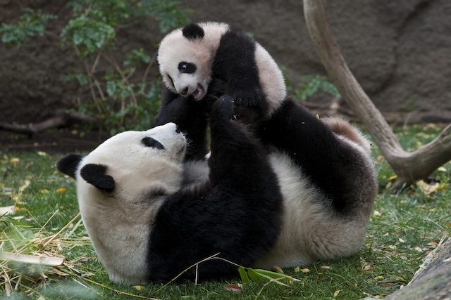 giant-panda-mother-and-cub-bai-yun-and-yun-zi