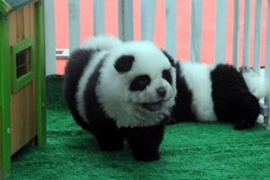 panda-puppy-3104298