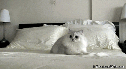 cat-gif-1076783