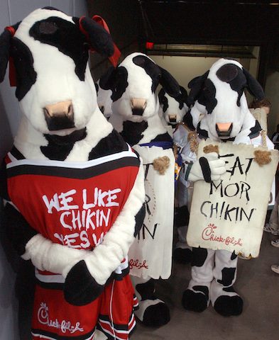 chick-fil-a-cows-9624527