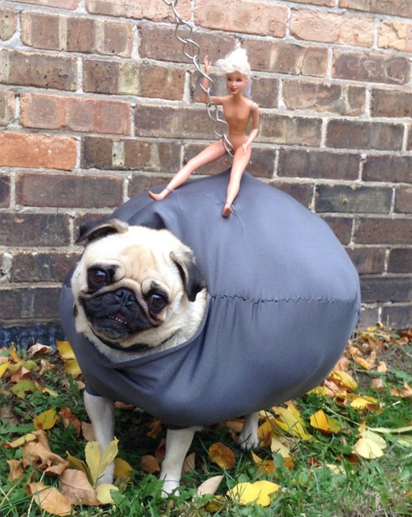 costume-pug-1770378