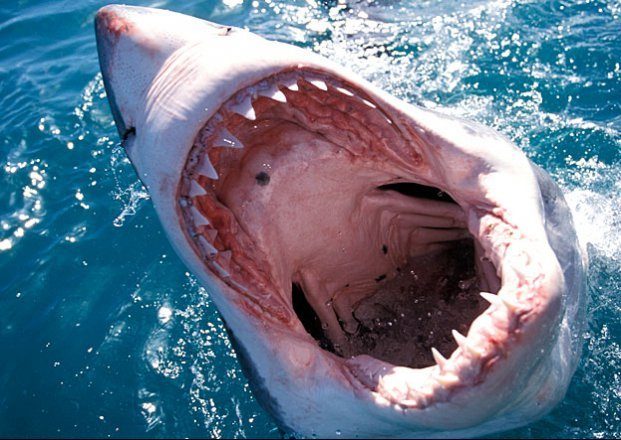 great-white-shark-bait-1-620x440-5080646