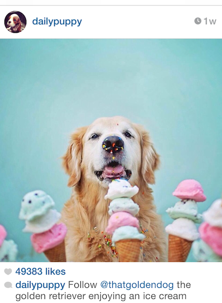 ice-cream-pup-3737677