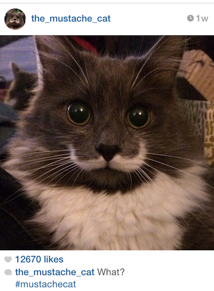 mustache-cat-8293848