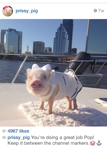 prissy-the-pig-on-a-boat-1829962