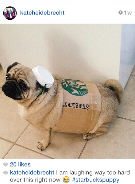 starbucks-pup-3685067