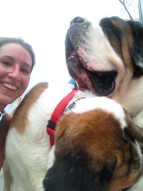 two-st-bernards-selfie-5362344